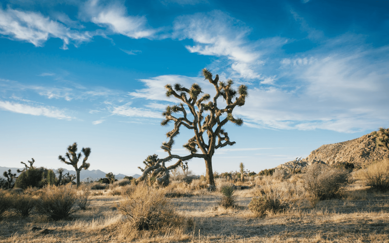 Outdoor Activities in Palm Springs: The Ultimate Guide for Enthusiasts