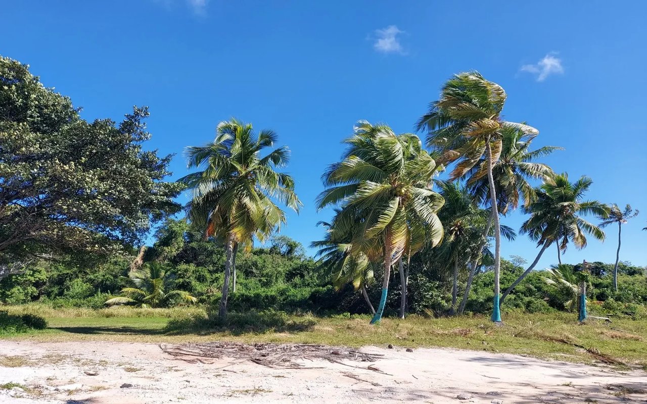 Beach in South Palmetto Point