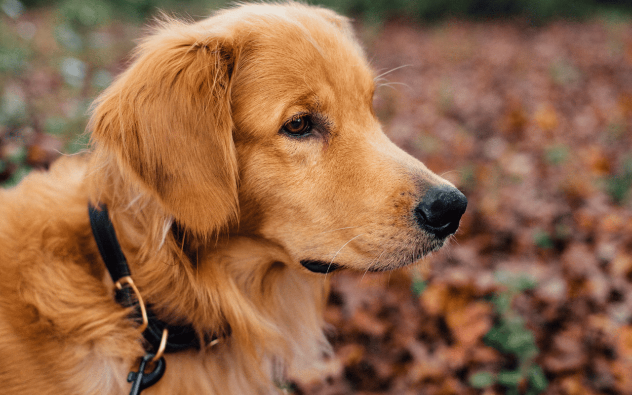 Tips for Moving with Pets