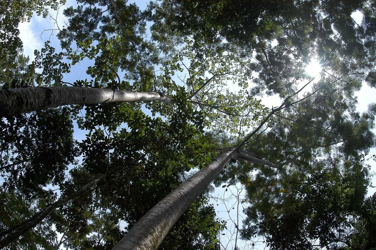 Shovel Ready Development Land, Manuel Antonio, Puntarenas
