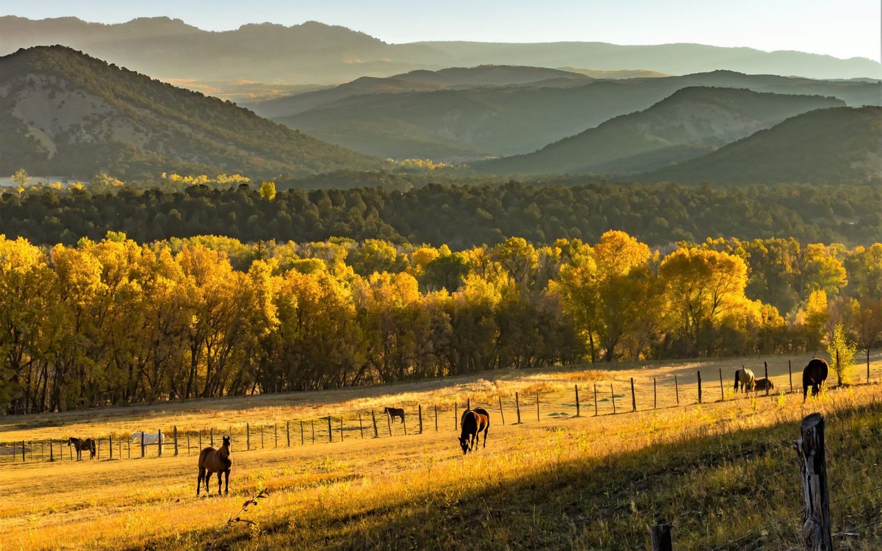 Mamma Always Said a Good Fence Makes a Good Neighbor!