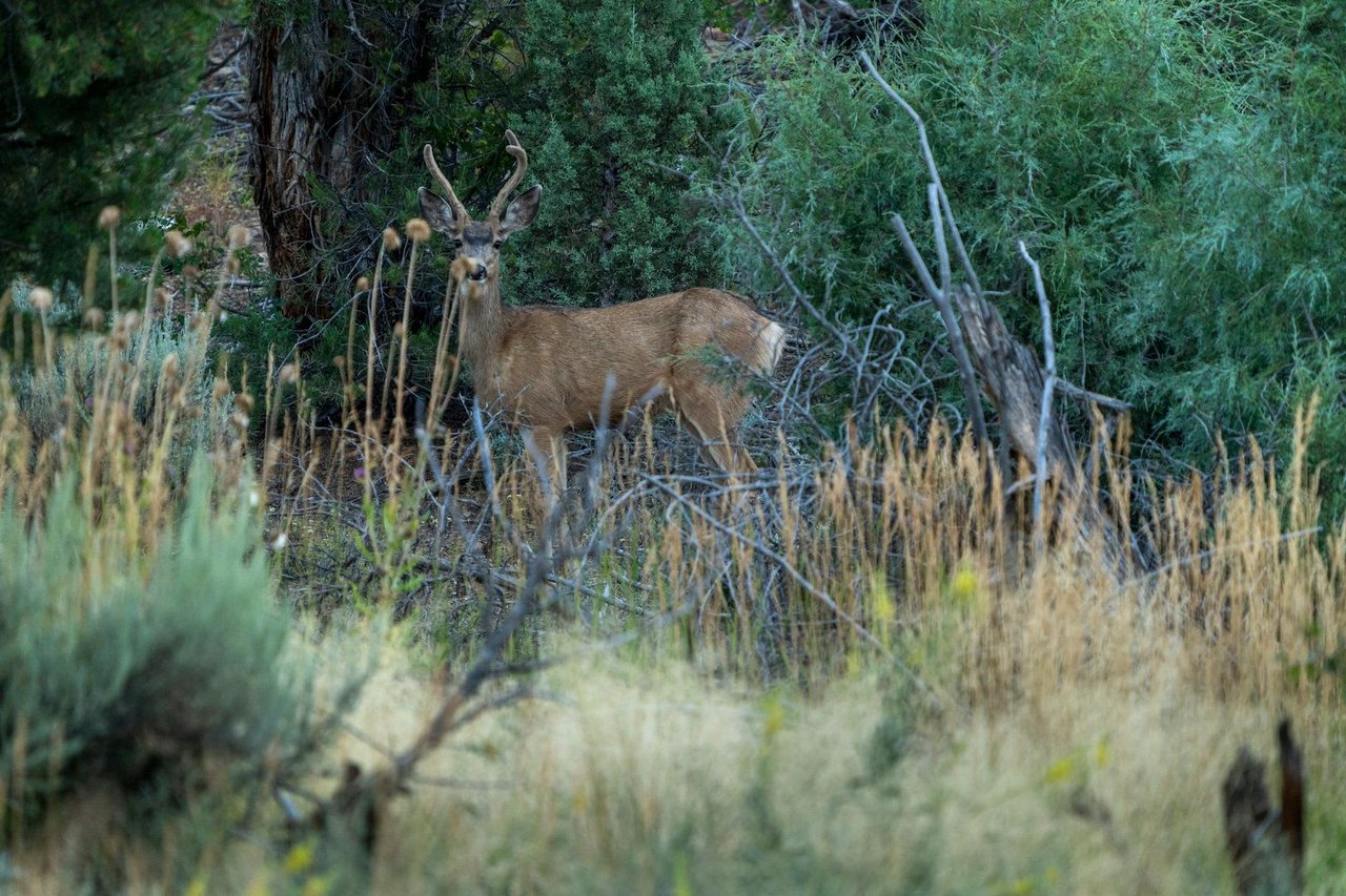 Weber Creek Ranch