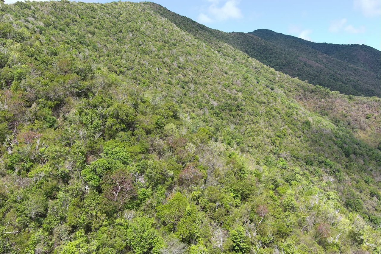853 Palestina 5.4 Acres