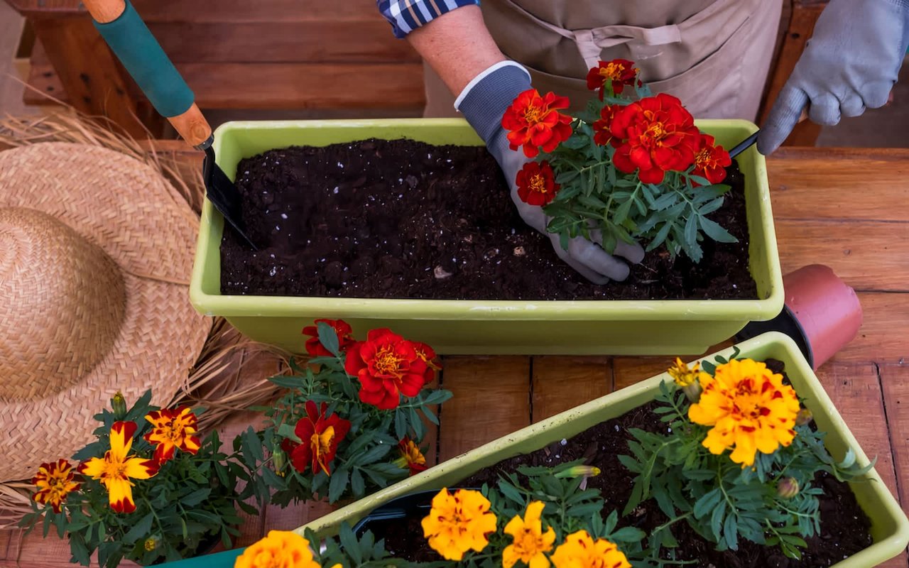Blooming All Year Round: Robin Leigh Svec Discusses How Seasonal Flowers Can Transform Your Outdoor Space