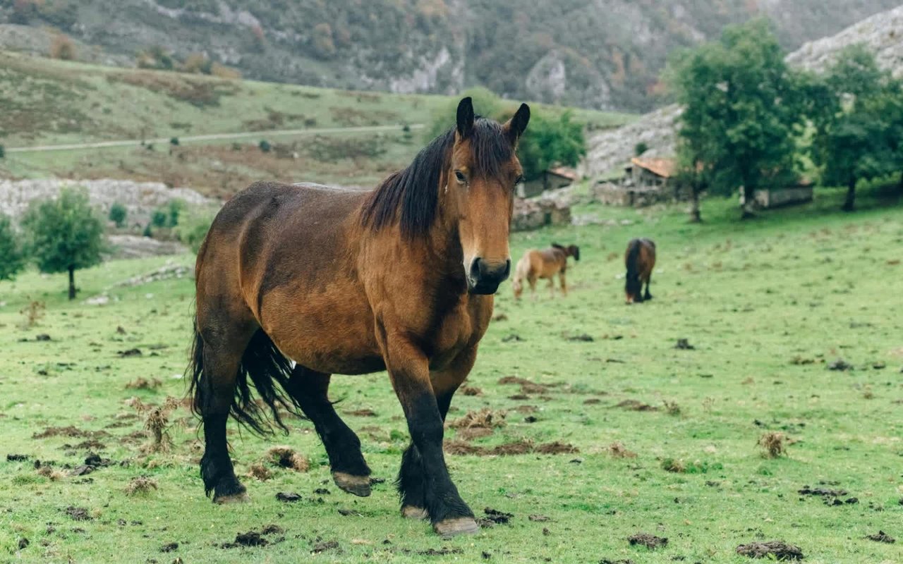 Top Equestrian Properties in Colorado Springs, CO
