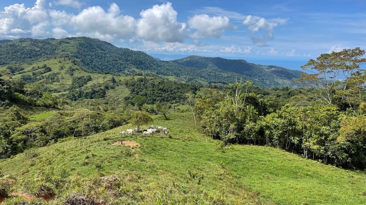 Whales Tail and Ocean View Farm, Over 39 acres