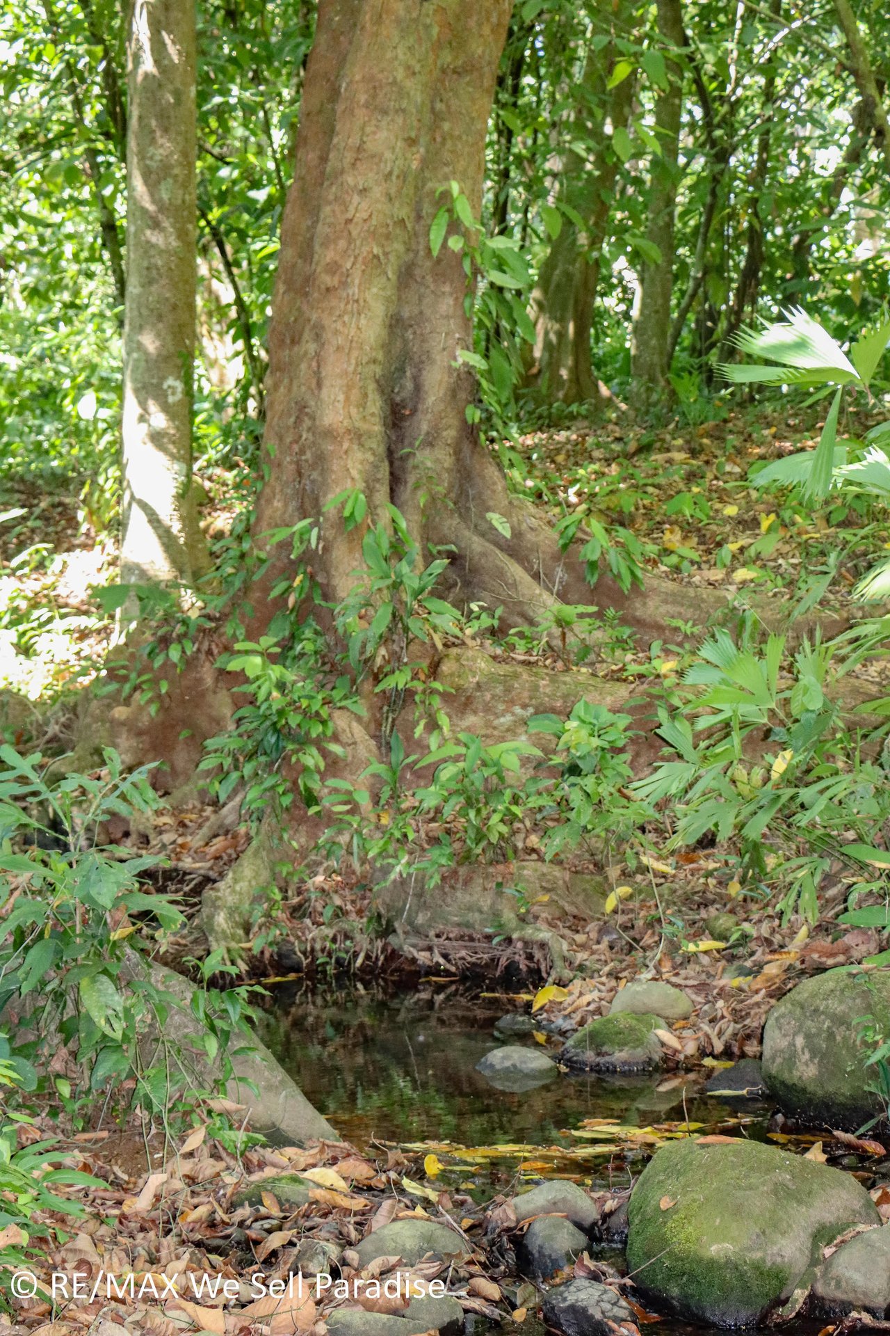 A large jungle-clad piece of land with mountain views, internal creek, and river frontage.