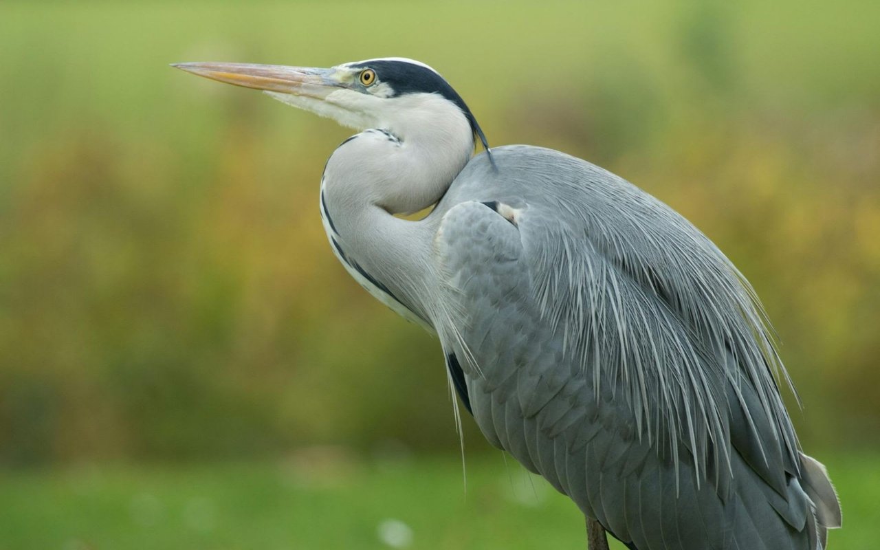 Popular Wildlife on Hilton Head Island