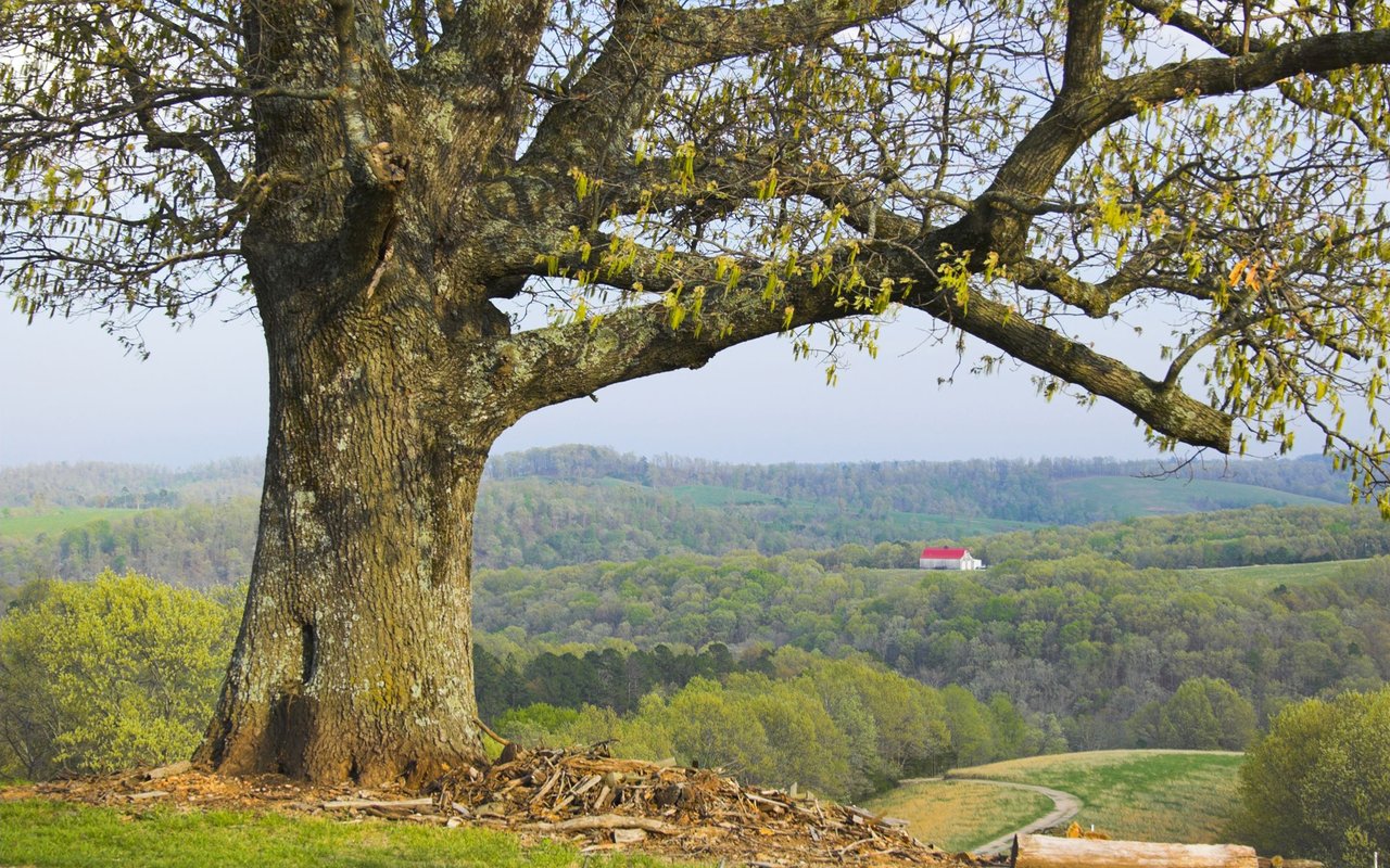 Searcy