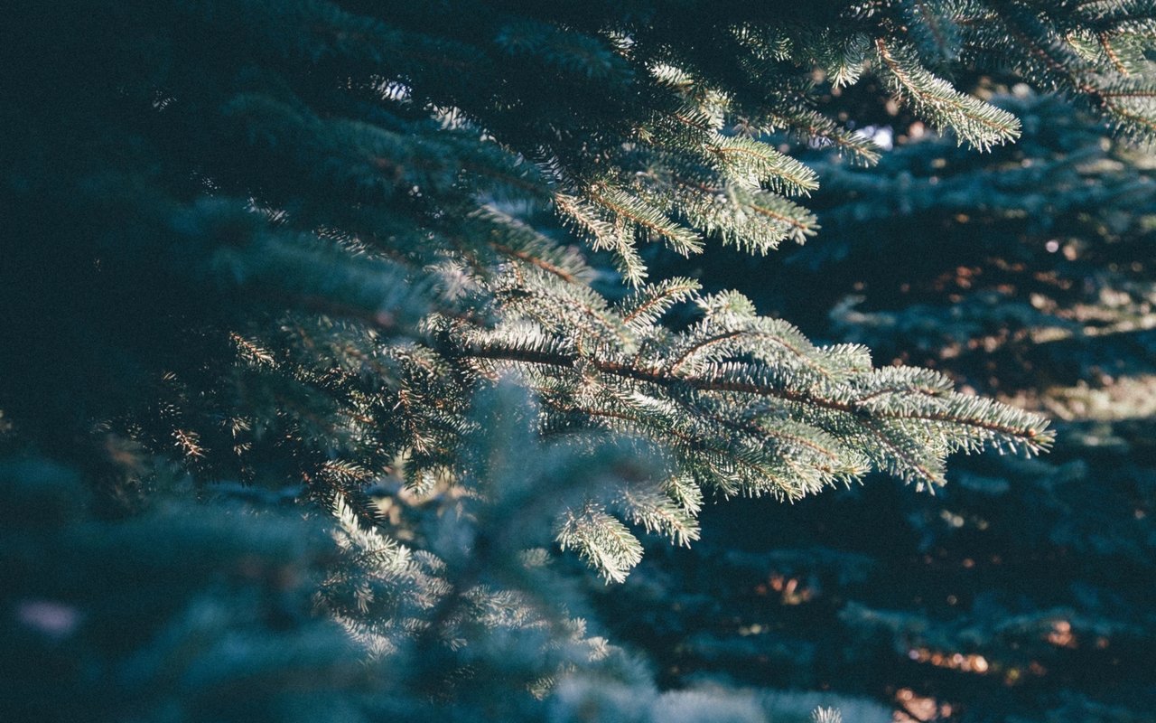 The Eve of a New Year - Garden Journal 12/31/19