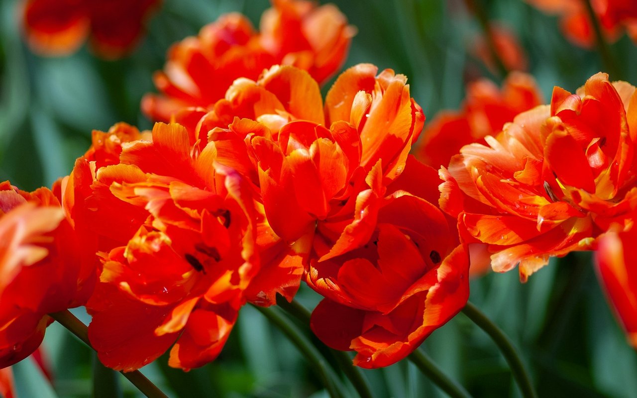 Helping to Create the West Berkeley Urban Garden with RTEBN