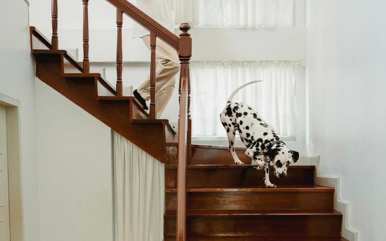 Buying or Selling a Pet-Friendly Home in Silicon Valley