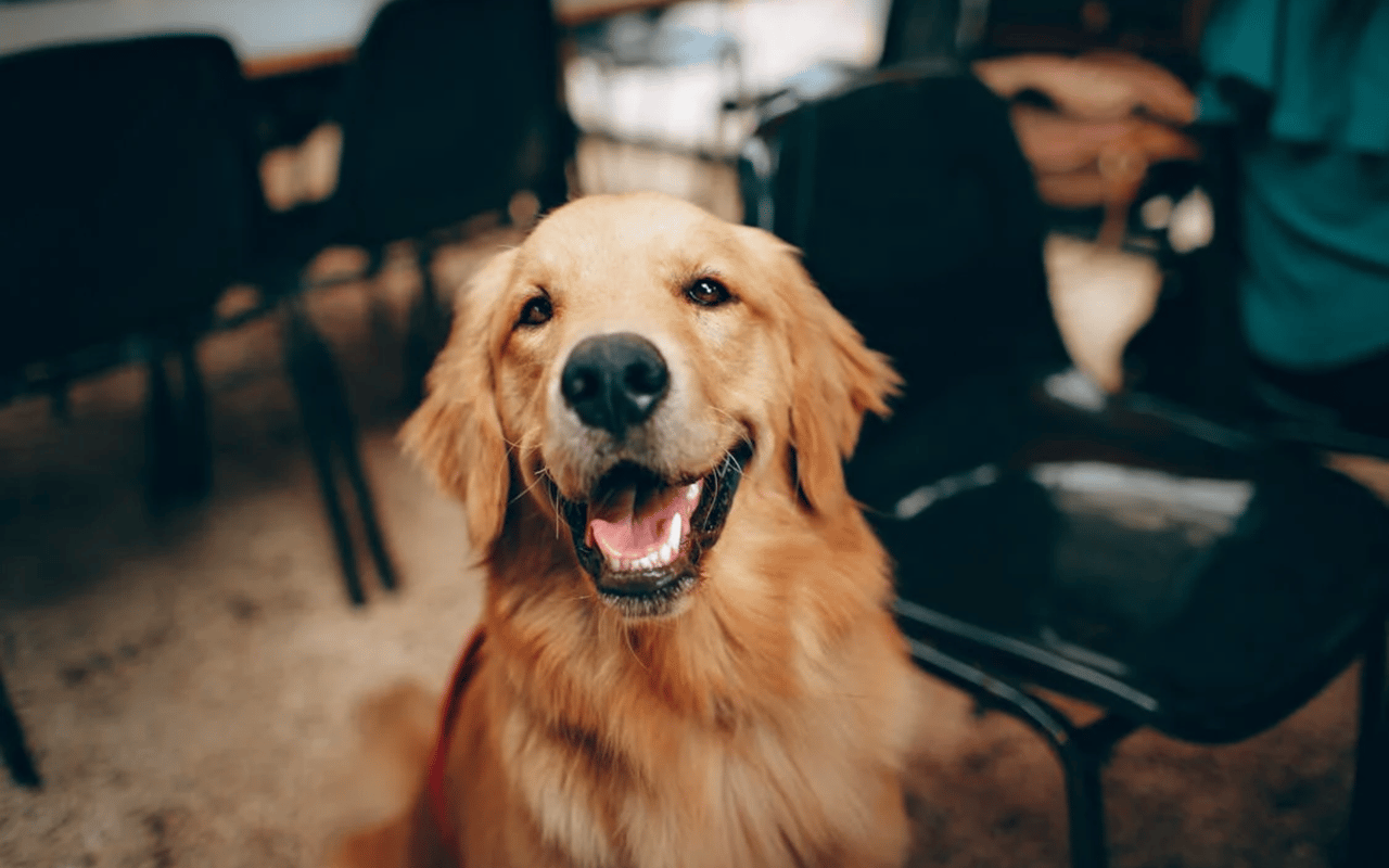 Pet-Friendly Restaurants in Victoria, TX