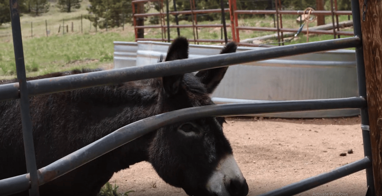 A Colorado Classic: Inside Cripple Creek’s Donkey Derby Days