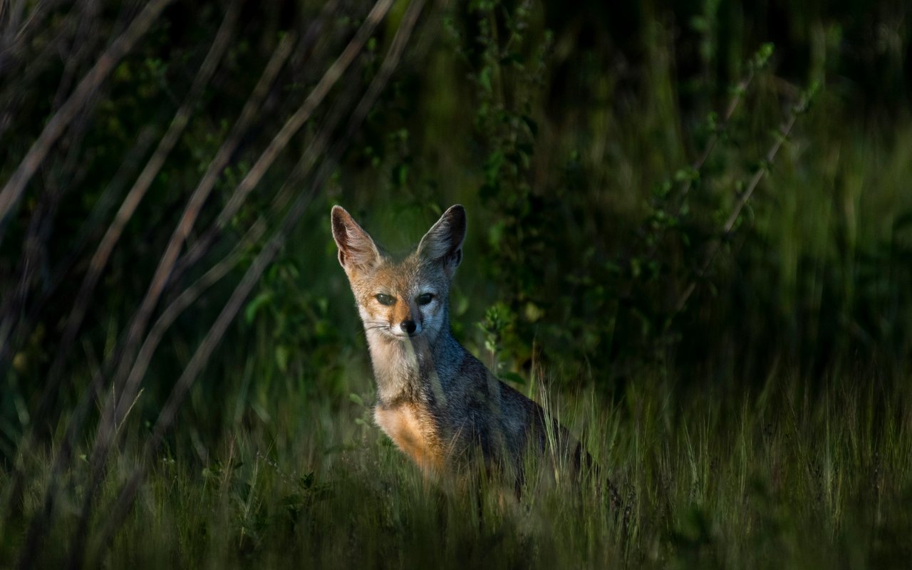 Keep an Eye Out: A Local Guide to Wildlife in San Diego