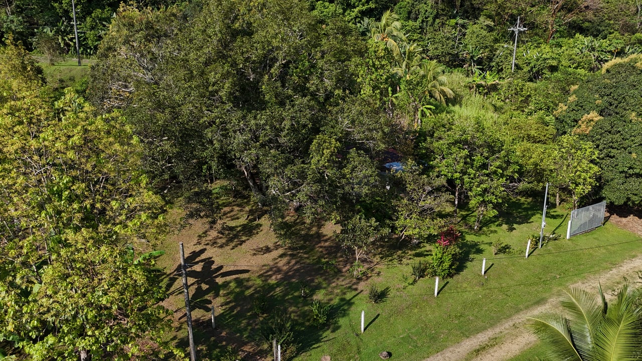 Commercial & Residential Property in Punta Mala with Producing Fruit Trees