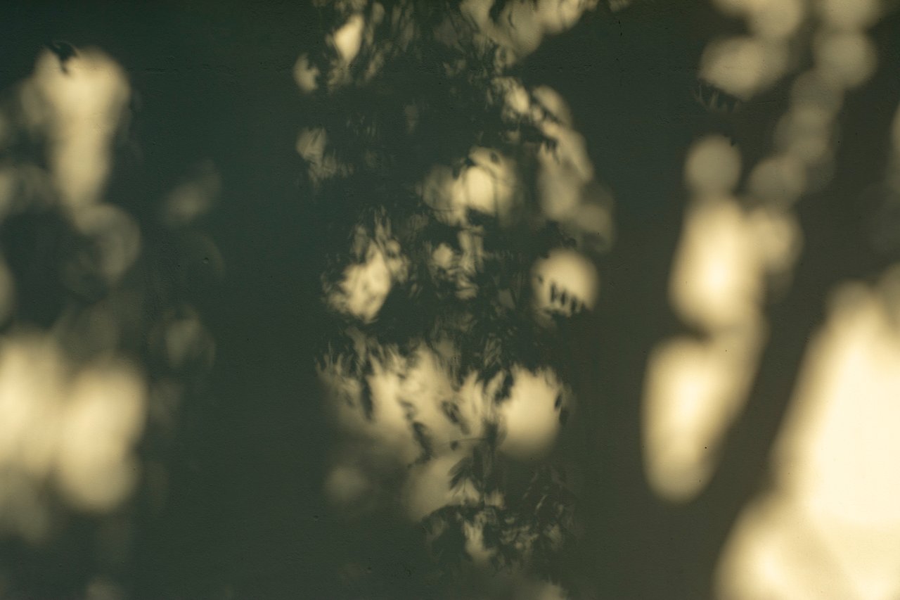 Dappled light and leafy shadows on a dark green surface.