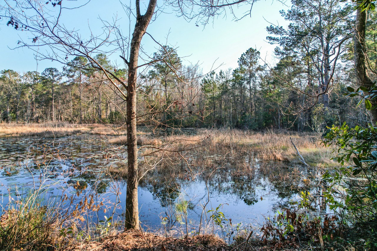 Tranquil pond with bare tree branches in foreground, surrounded by dense forest and reflected in the water. The scene feels peaceful and serene.