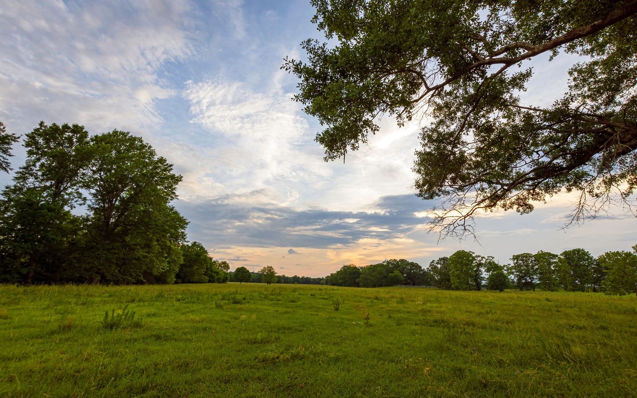 Cook Springs