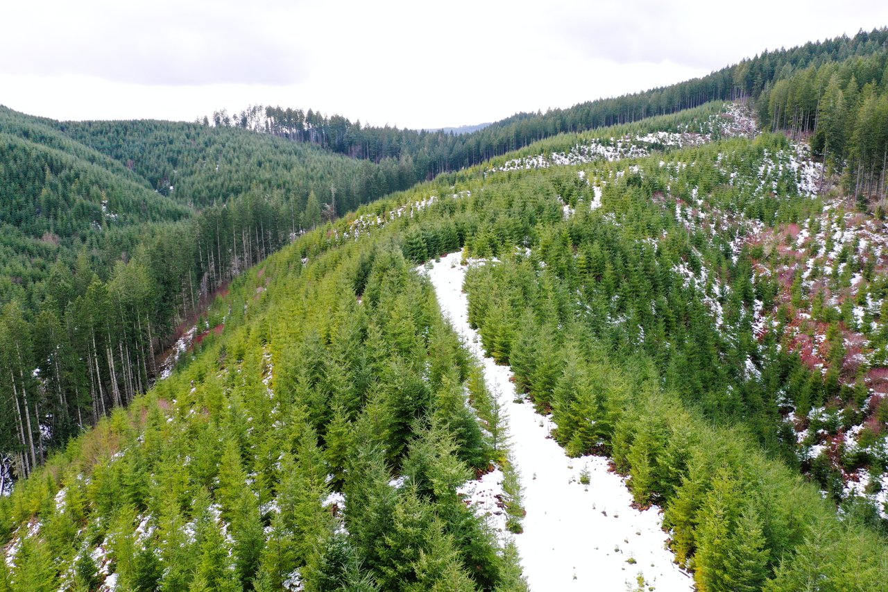 ARC Woods