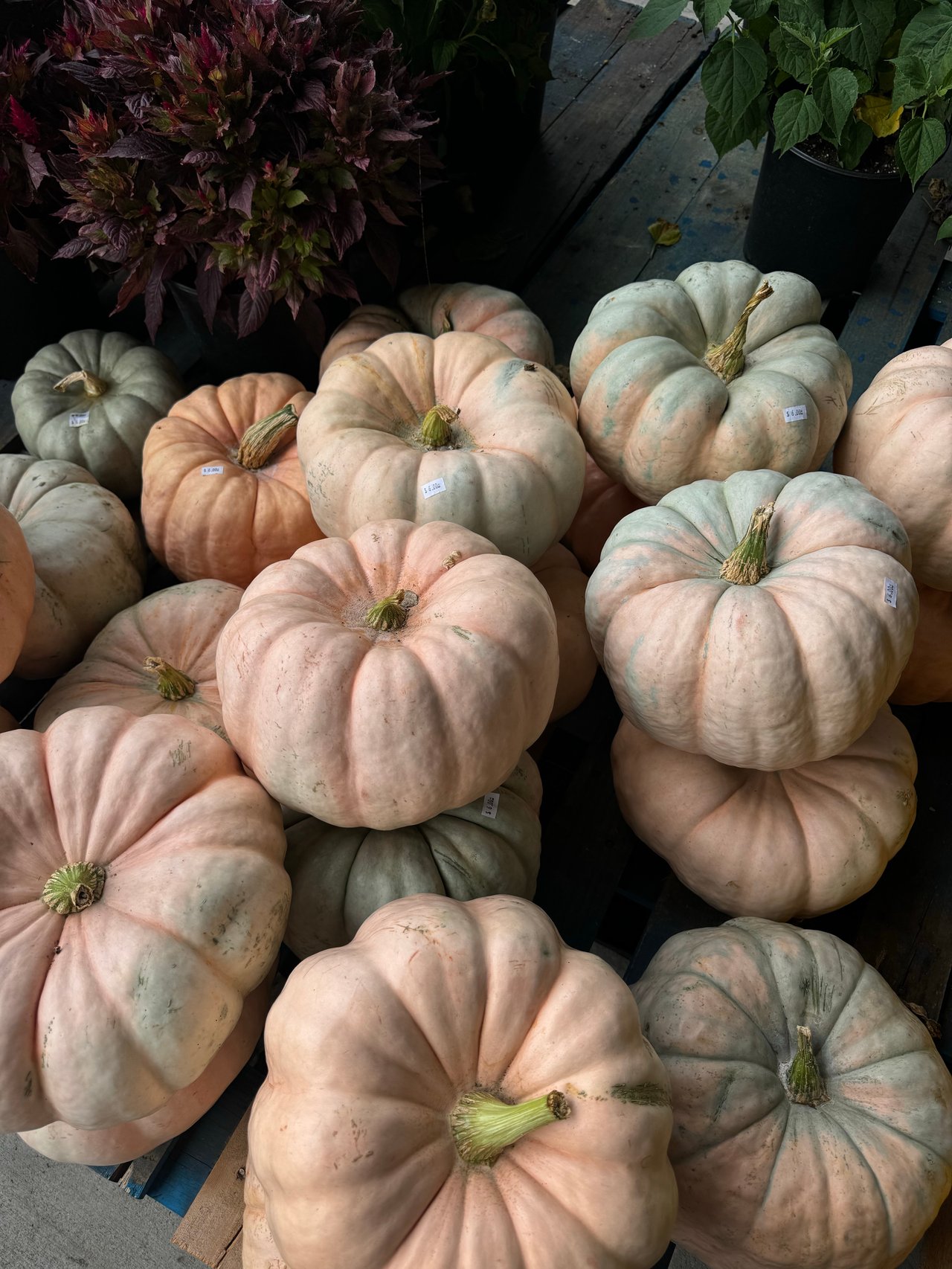 🍂 Spokane Weekend Guide: Fall Fun for Everyone