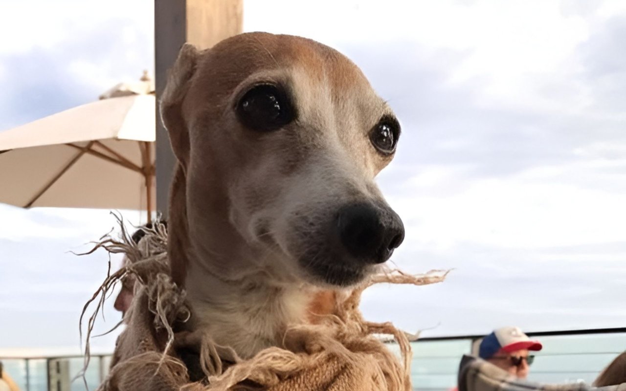 Tan-and-white dog in a frayed rope collar by the ocean.