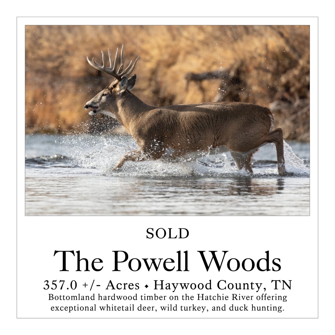 The Powell Woods