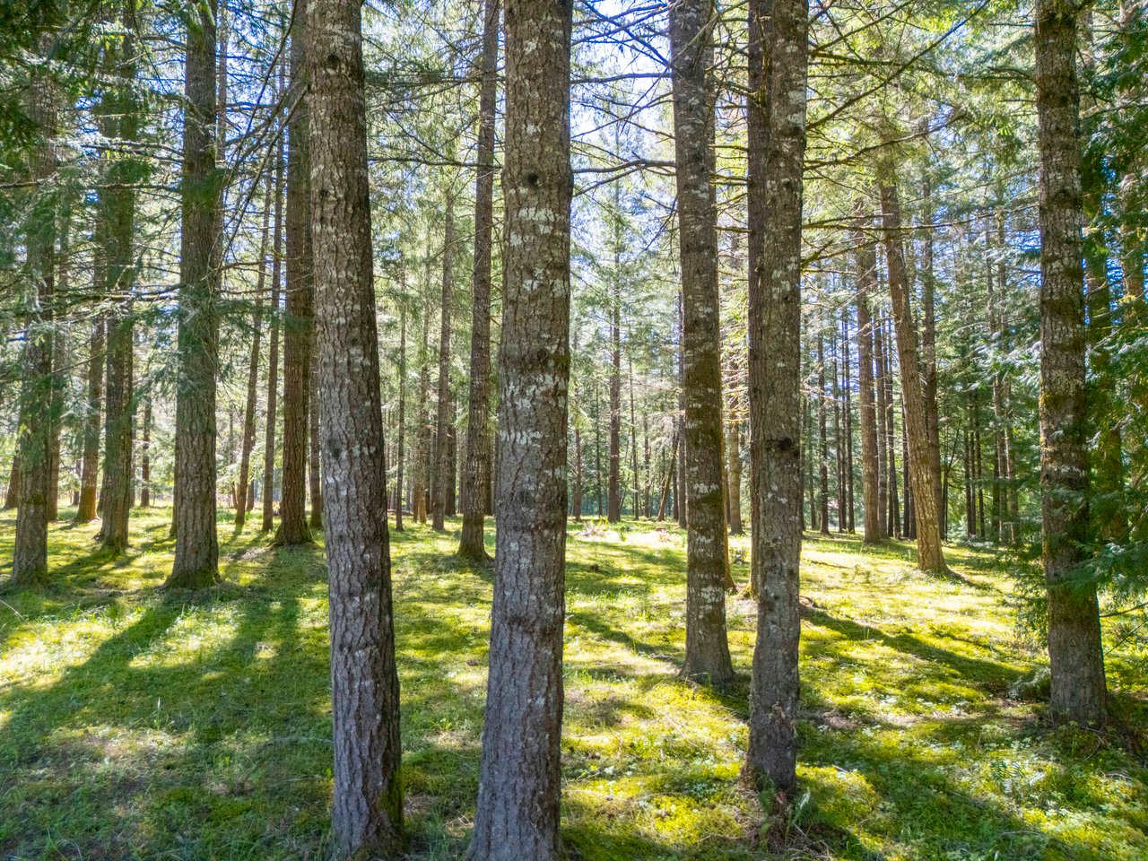 MOSBY CREEK FARM & FOREST