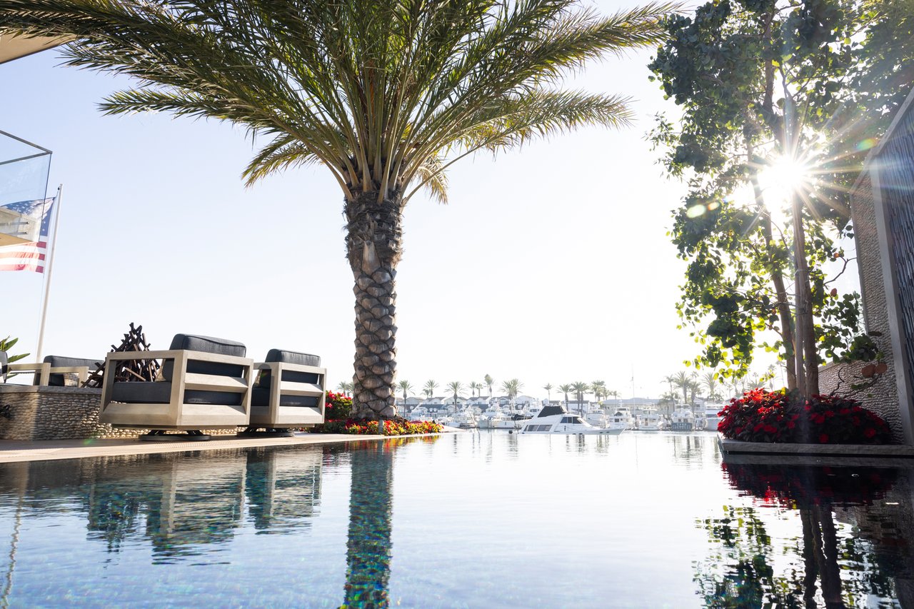 Outdoor pool overlooking a marina, framed by a palm tree and lounge seating.