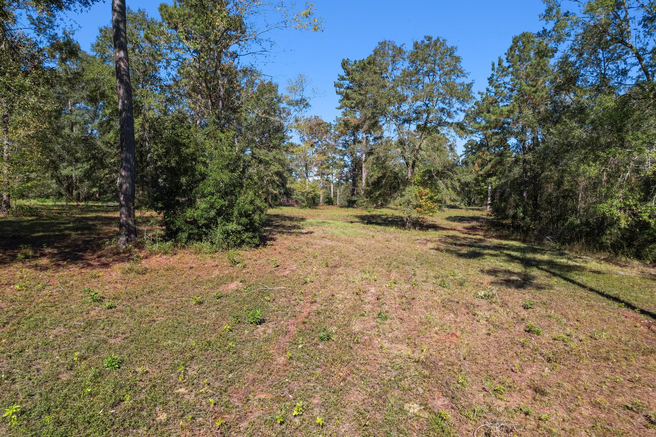 Clearing in a forest with scattered trees and undergrowth, bathed in sunlight. The scene conveys a peaceful, natural atmosphere under a clear blue sky.