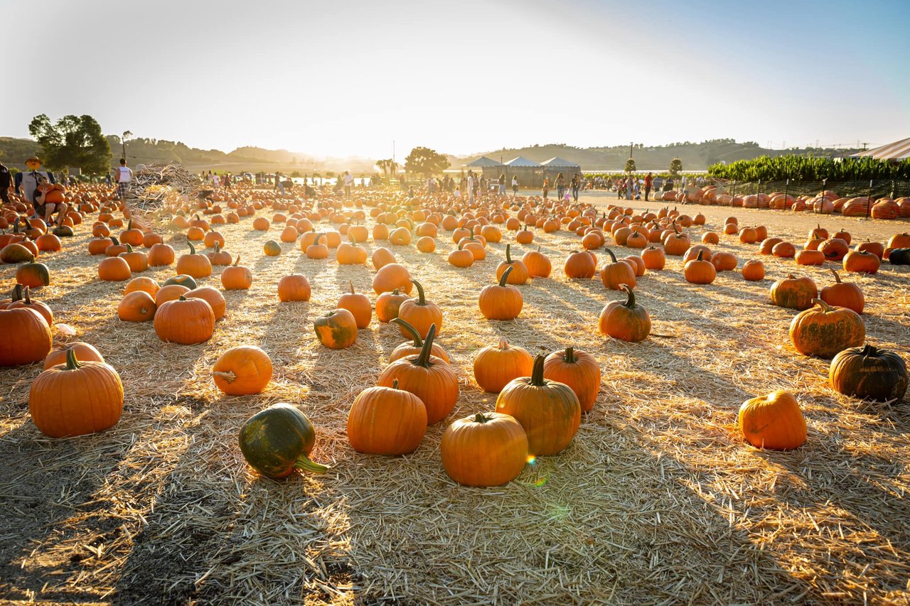 🎃 Things to Do for Halloween in and Around Westlake Village