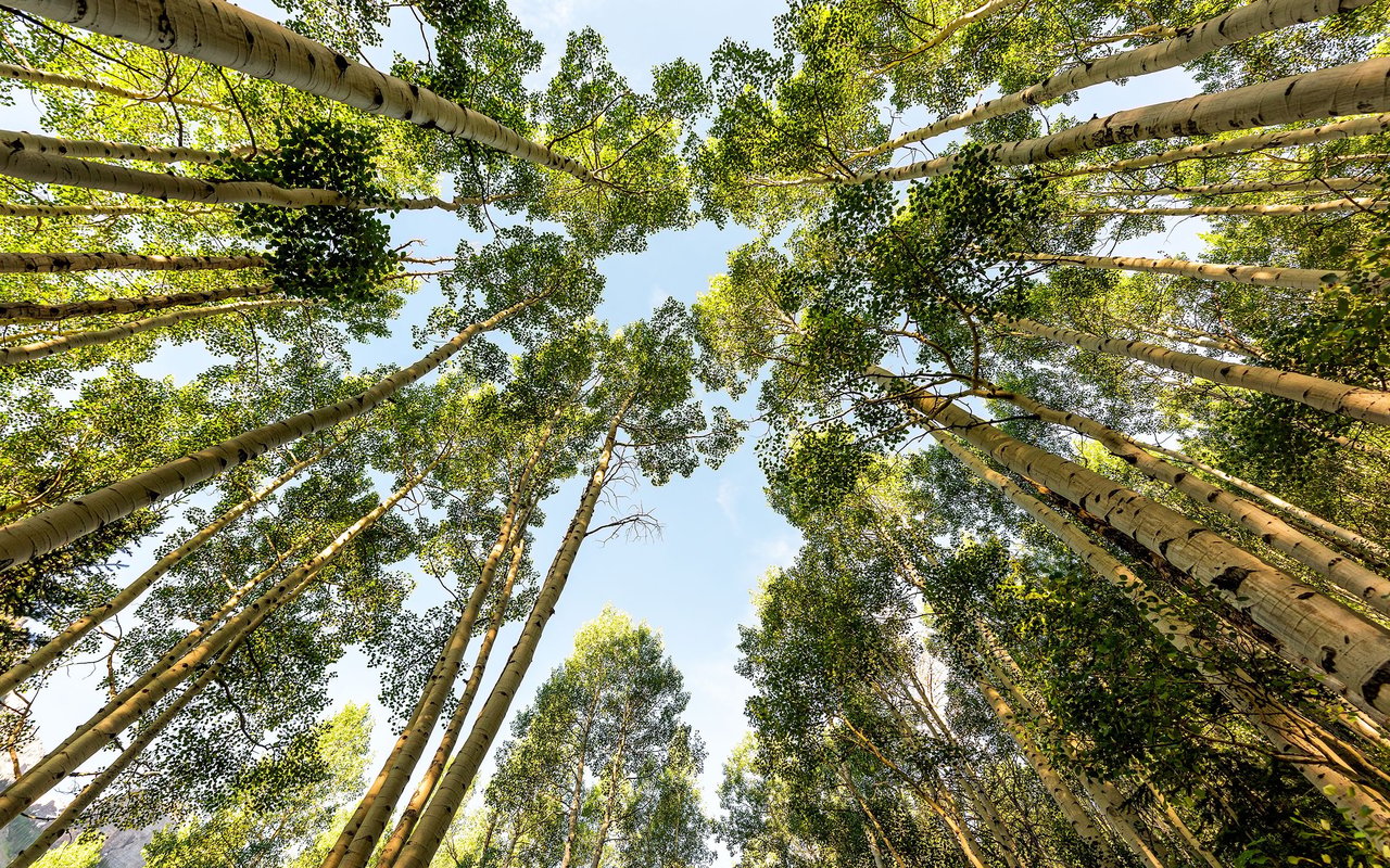 Columbia Forest