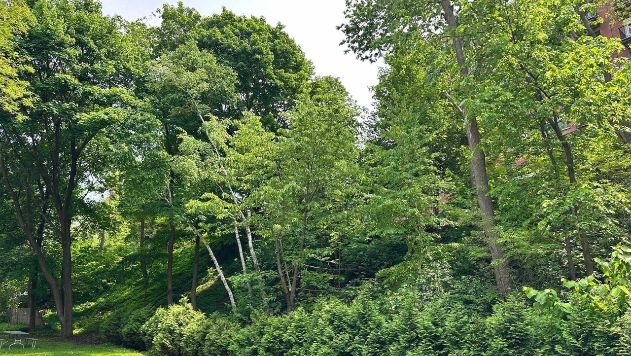 At the edge of Westmount | Corner unit with a view of Mount Royal