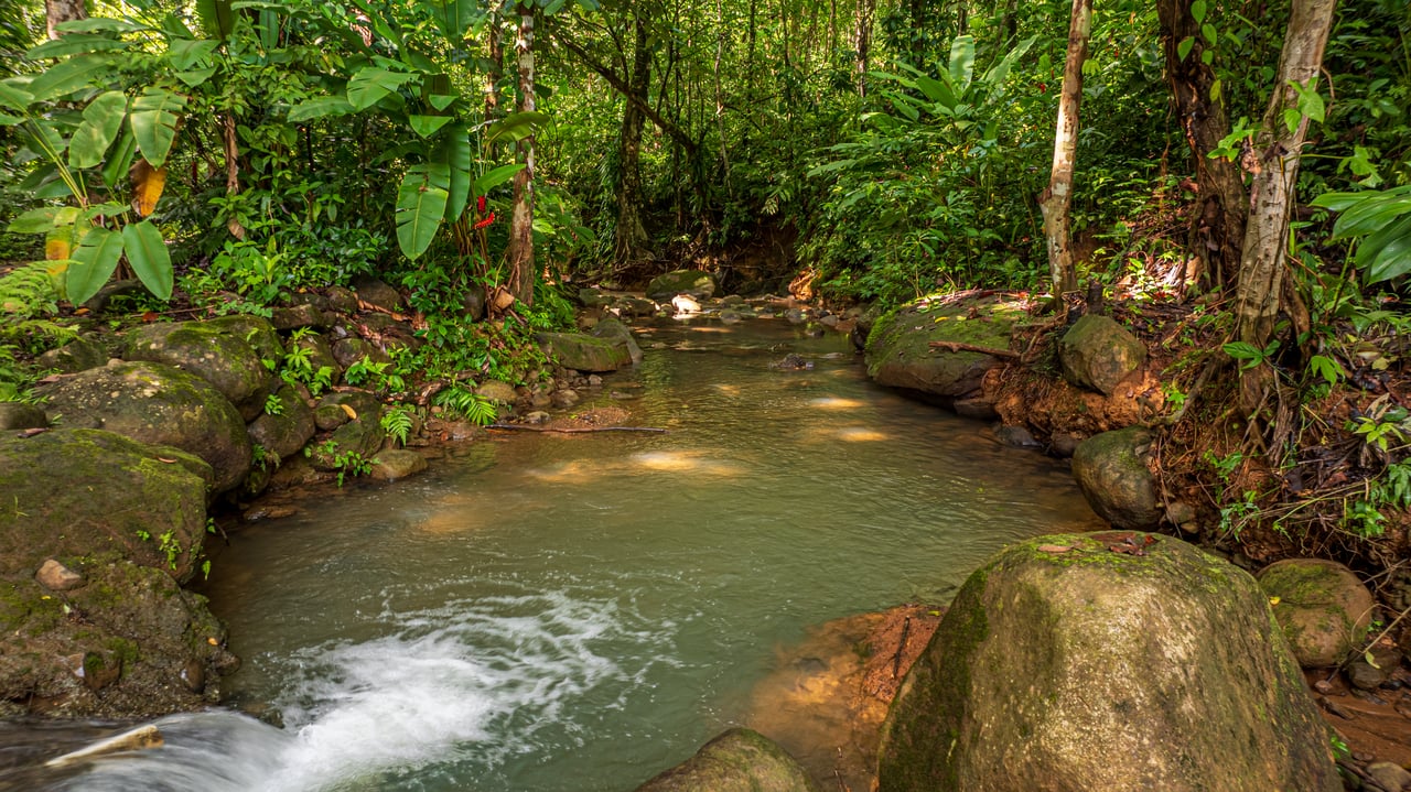 A Jungle House Built of Wood & River Dreams