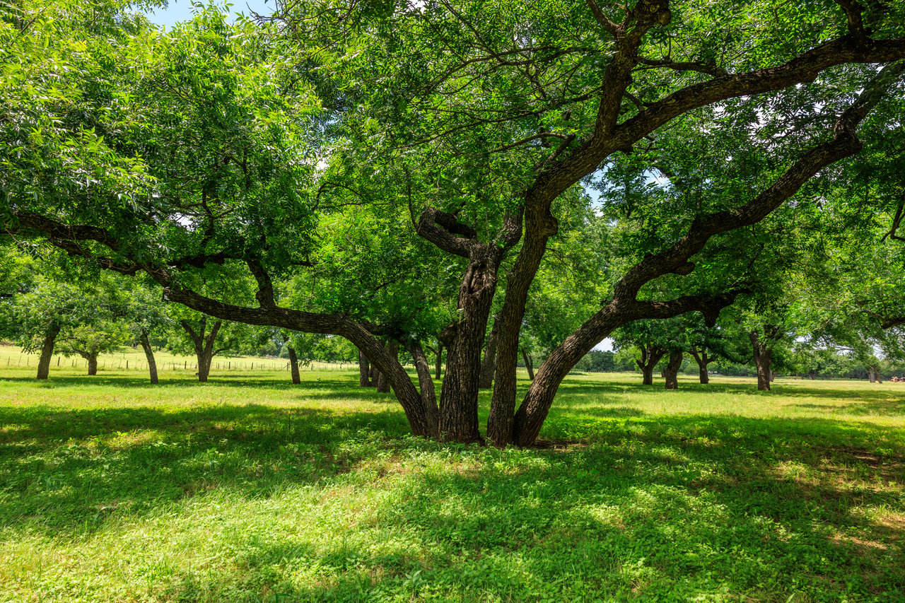 Live Oak Creek Ranch 