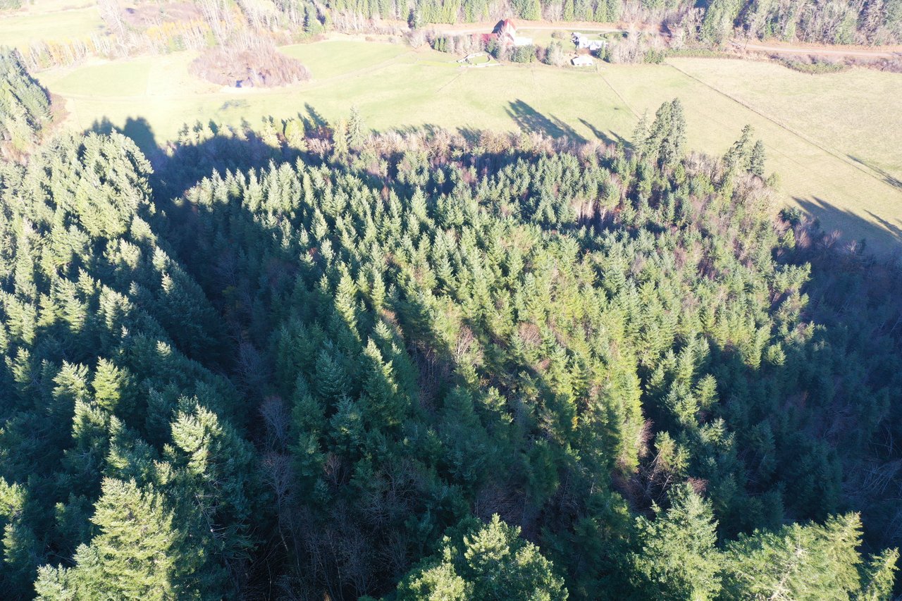 Rust Road Forest