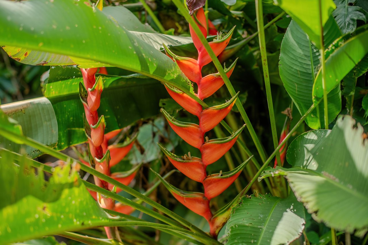 Vista Serena, beautiful House surrounded by nature in Villa Nueva de Quepos