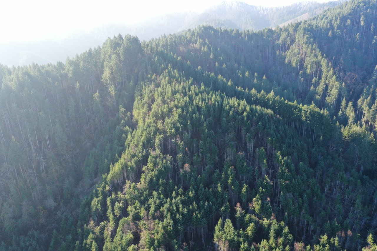 Rust Road Forest