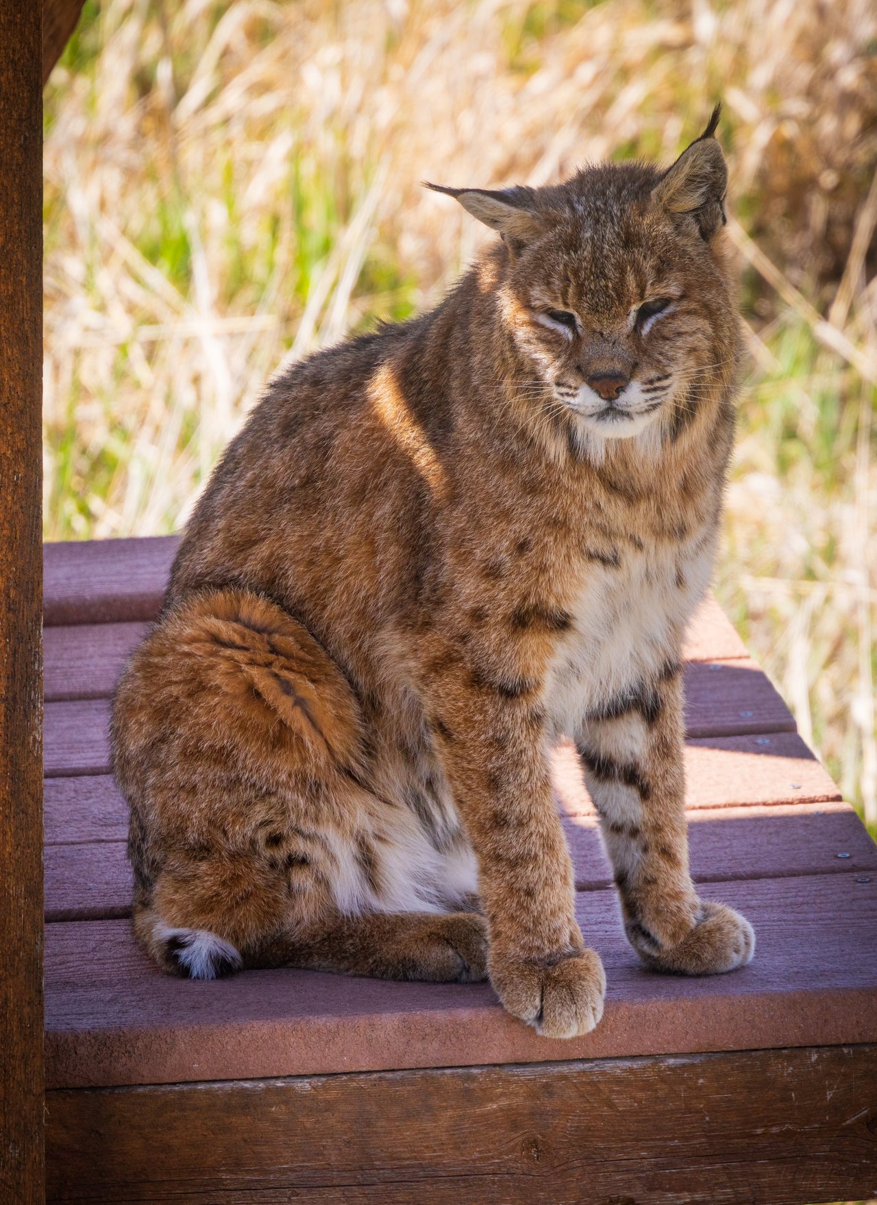 Into the Wild: Monica Breckenridge’s Unforgettable Journey at The Wild Animal Sanctuary Subtitle