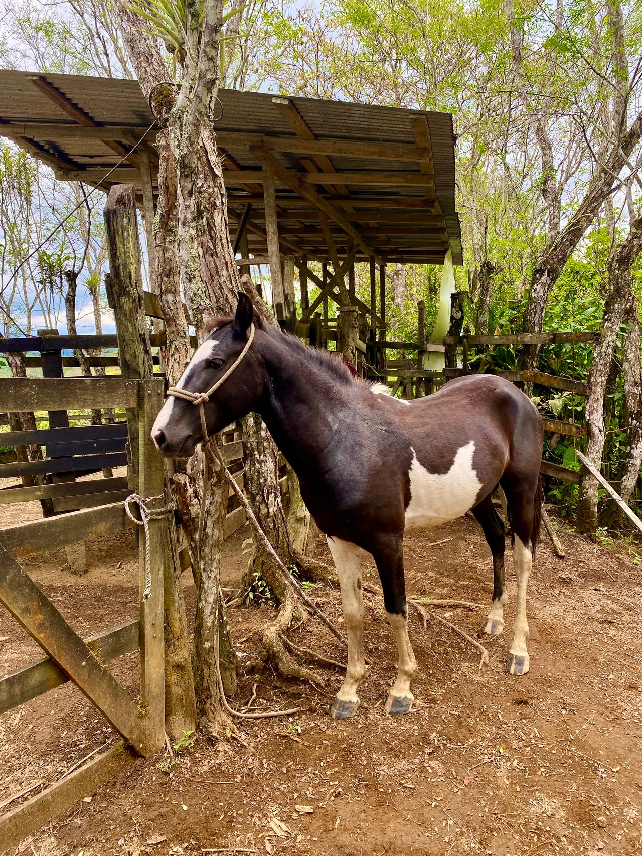 54 Acre Ranch in San Vito, Coto Brus