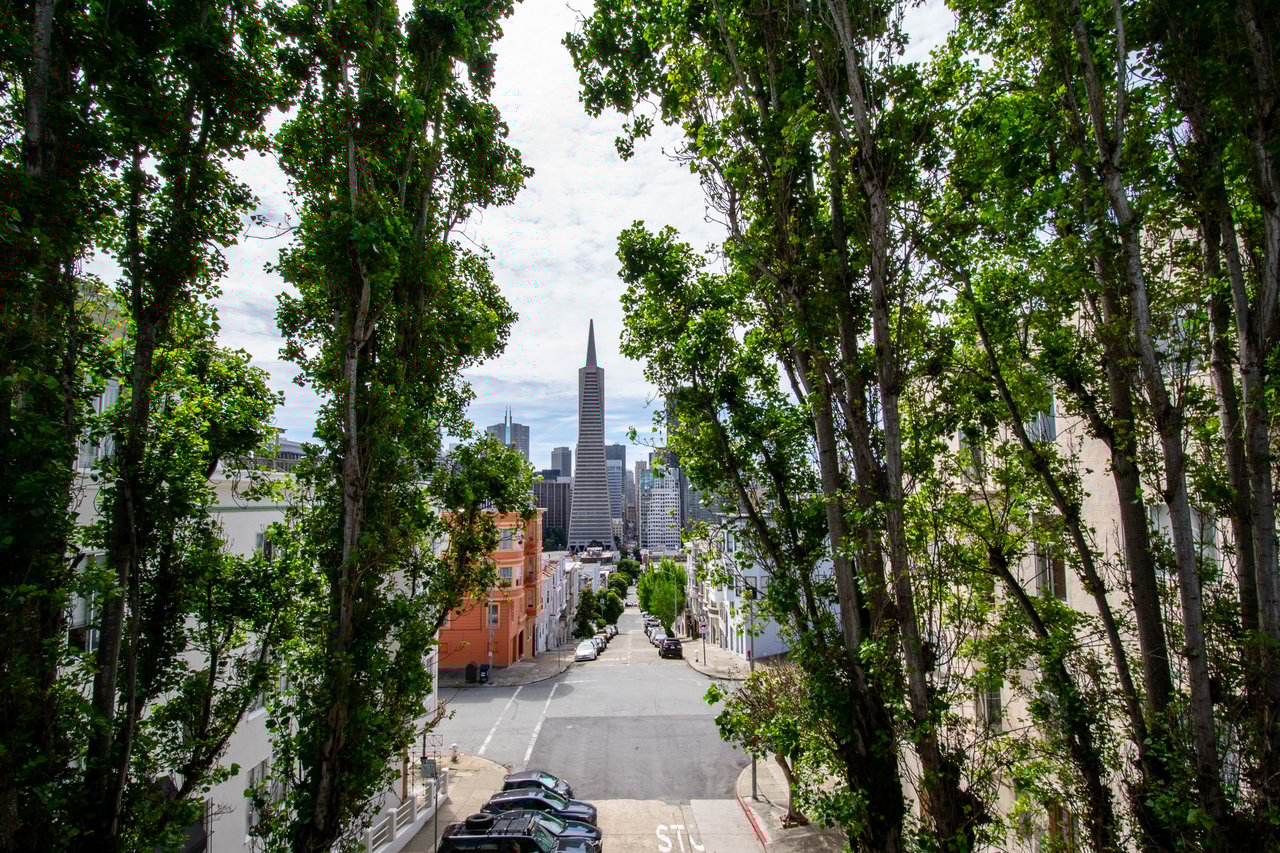 Contemporary Telegraph Hill Oasis