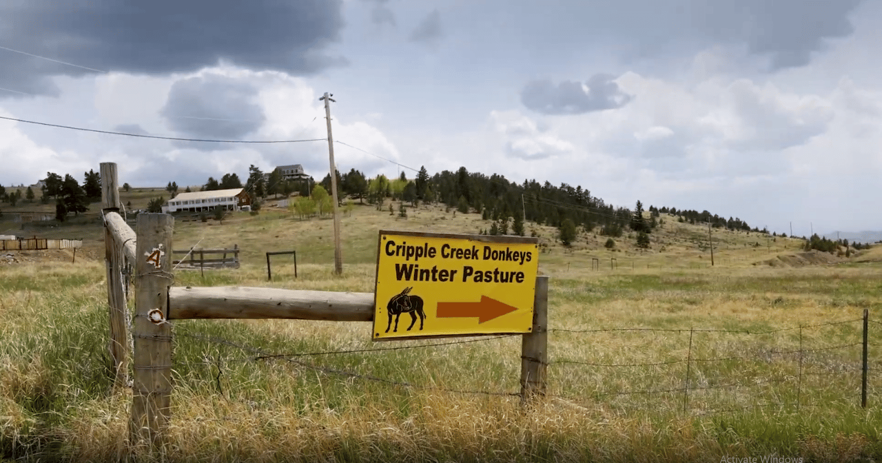 A Colorado Classic: Inside Cripple Creek’s Donkey Derby Days