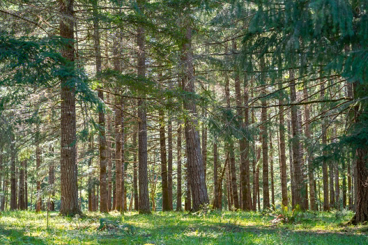 MOSBY CREEK FARM & FOREST