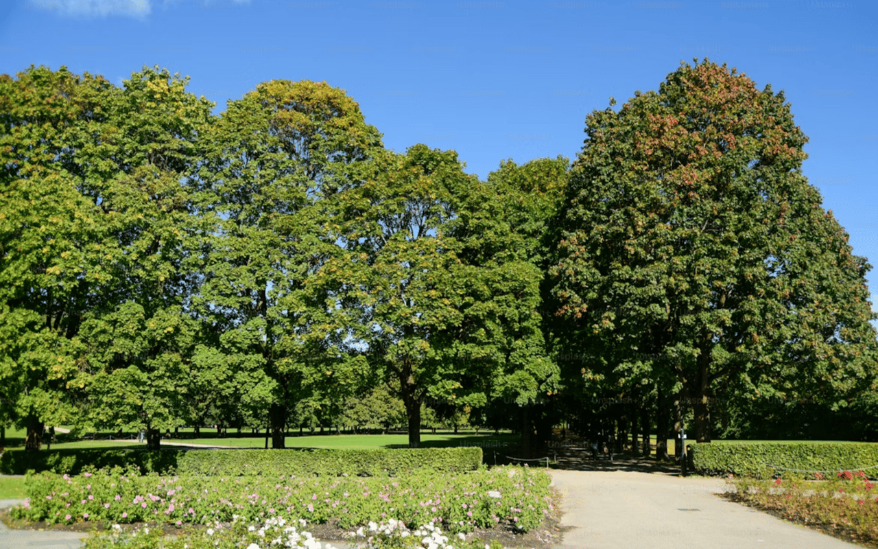 A Guide to South Congress, TX Parks