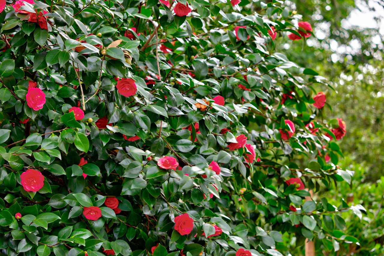 45 Quisisana Drive, Kentfield