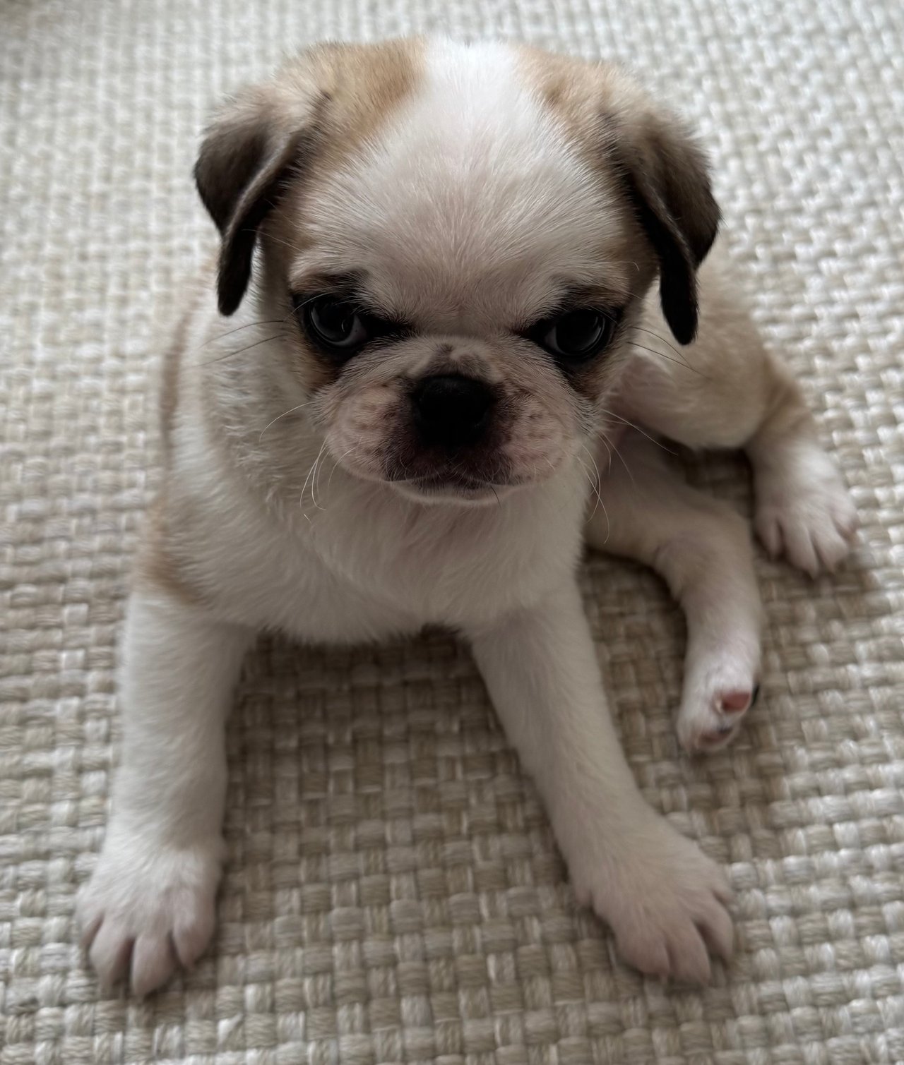 Franklin “Frankie” Moose Jones