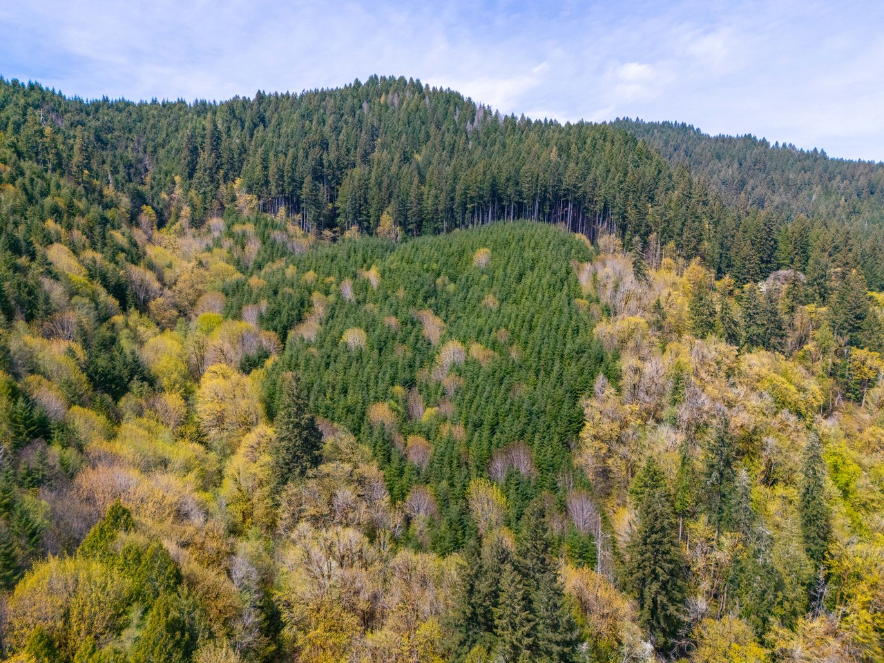 Nelson Mountain Meadows