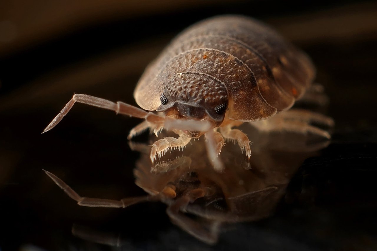 Keeping Bugs Away: Americans in 'Exterminator Mode' As Bugs Invade Homes and Yards