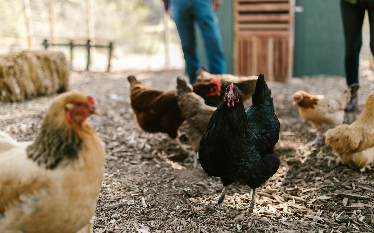 Counties that Allow You to Raise Chickens