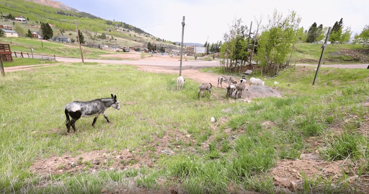 A Colorado Classic: Inside Cripple Creek’s Donkey Derby Days